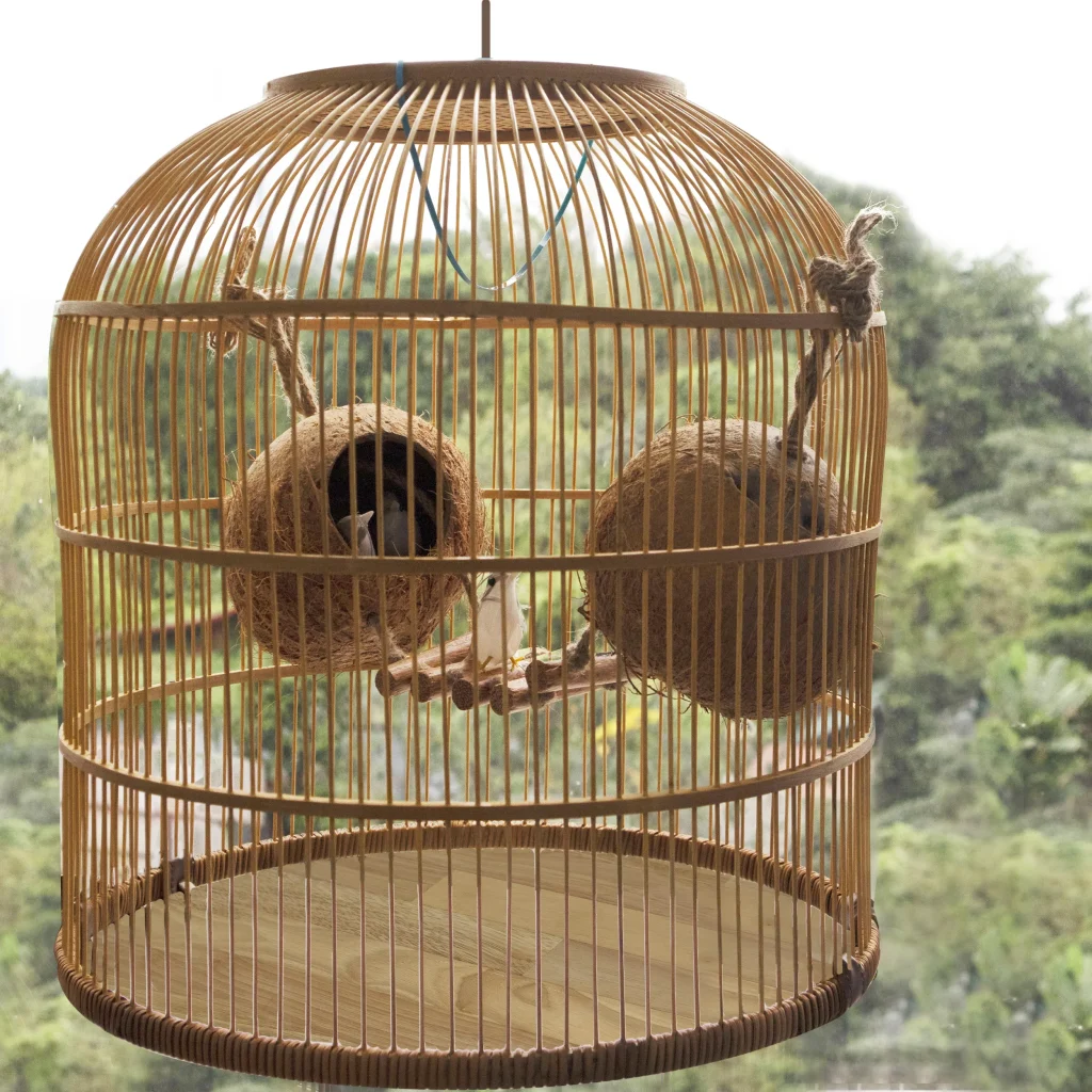 select the right cage for bird is important