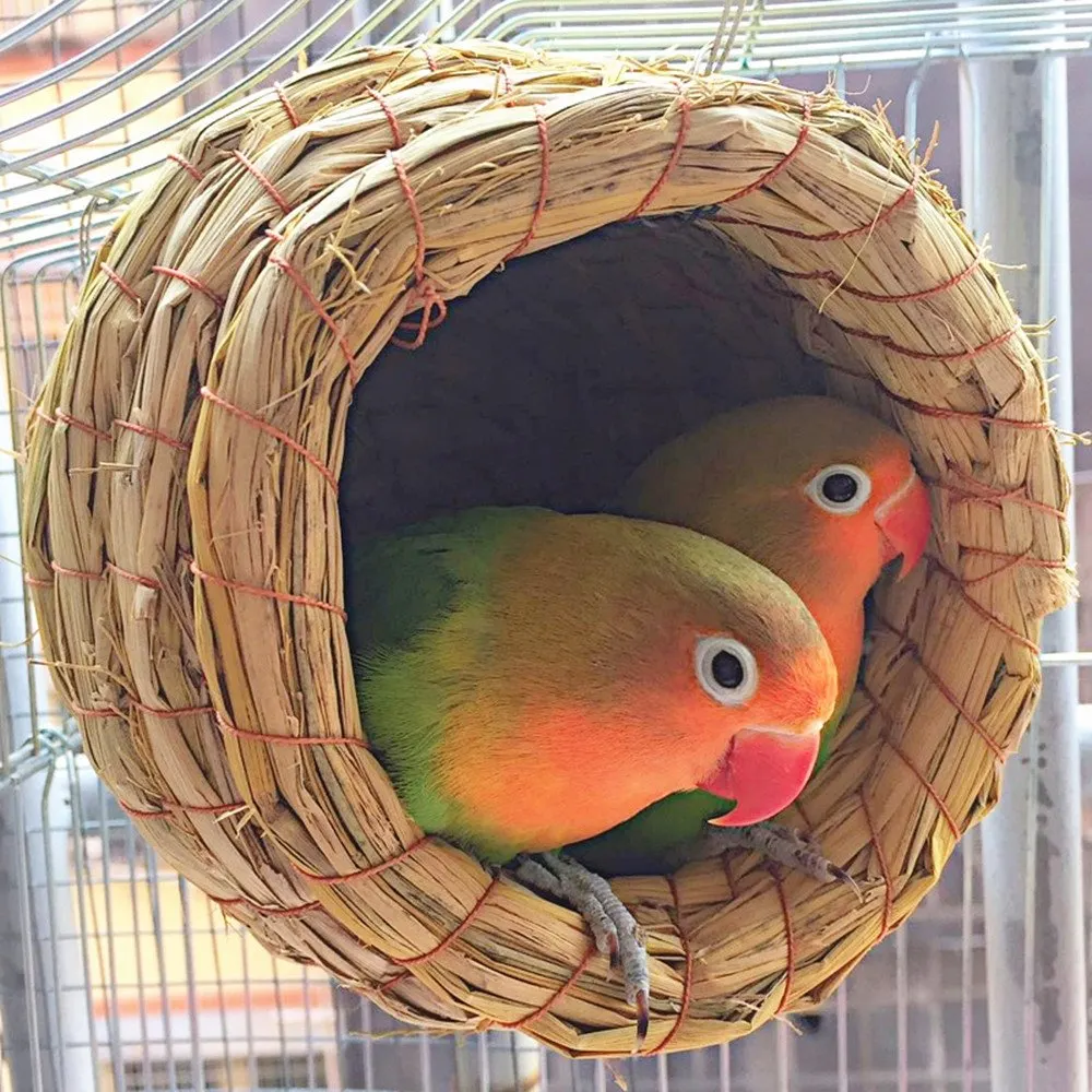 Give Your Bird a Buddy to prevent bird boredom