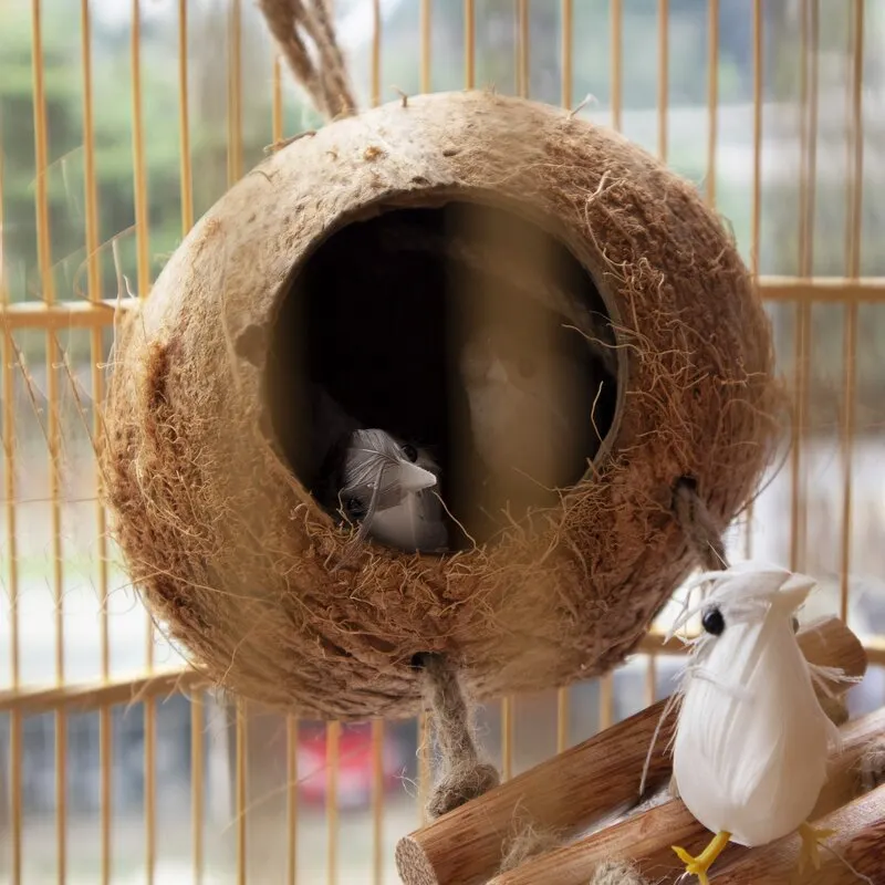 happy home prevents bird boredom