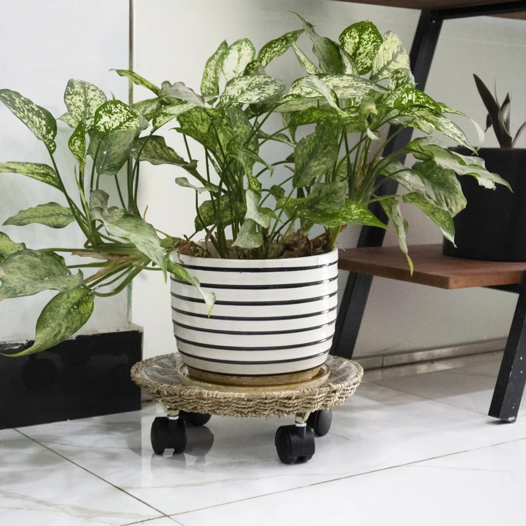 Round Planter Caddy With Wheels