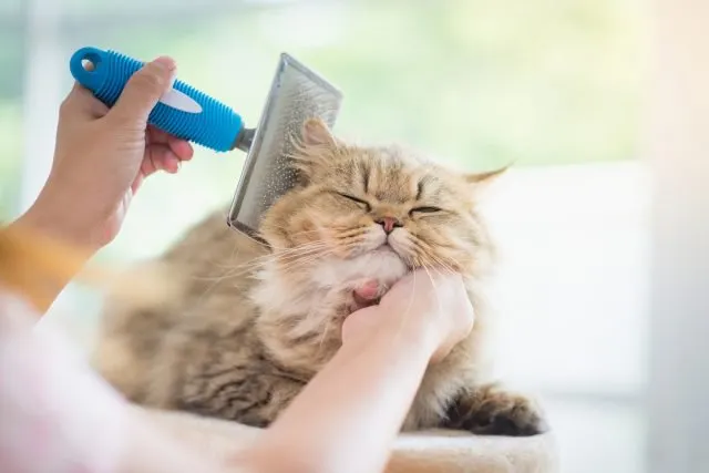 groom your cat