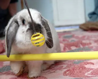trick training for your bunny