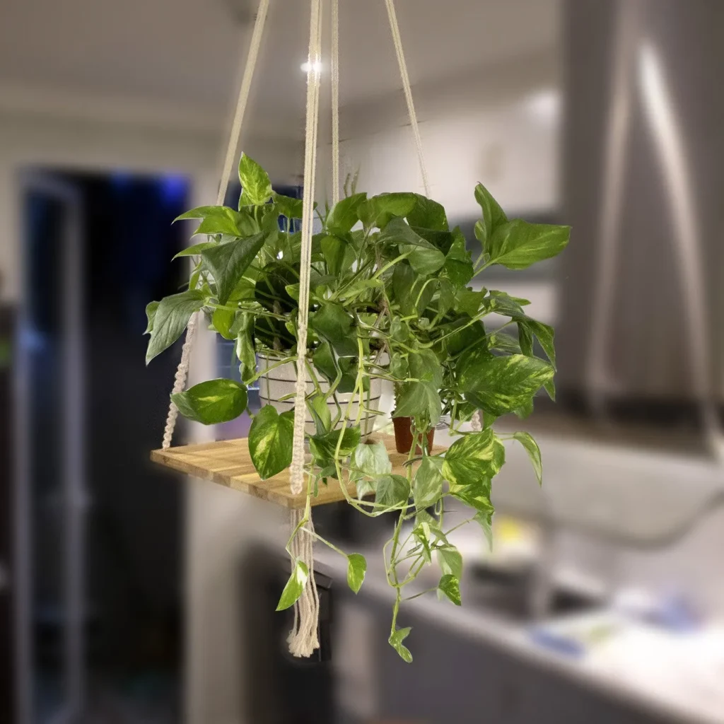 display indoor plants in hanging shelves