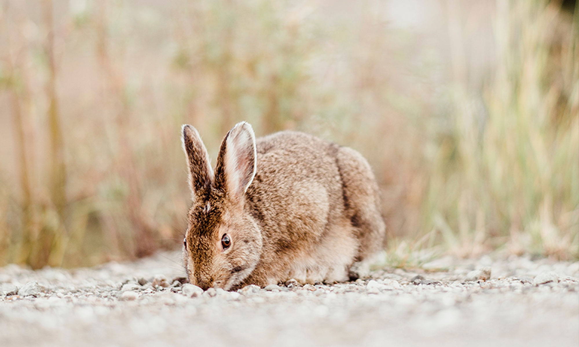 Why Your Rabbit Needs to Chew MadeTerra